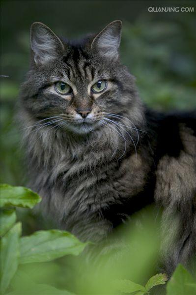  p>家猫(学名: i>felis catus /i>)俗称猫咪,是食肉目猫科,猫属 a