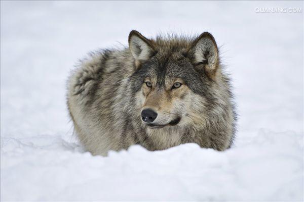 canis lupus lycaon)是灰狼的亚种之一,具有各种皮毛颜色,从白色到