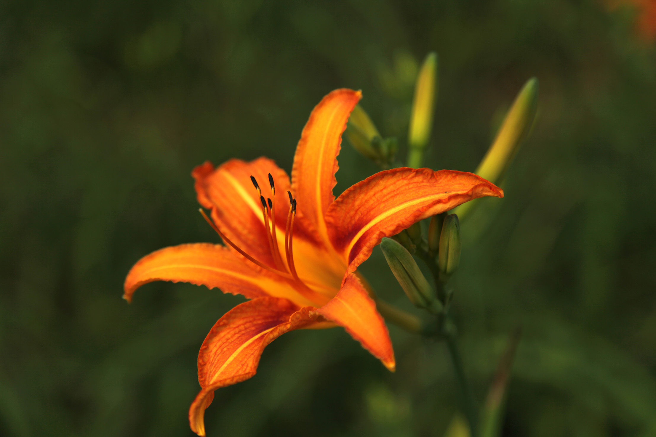  i>hemerocallis hybrida /i> bergmans)是百合科,萱草属多年生宿根 a