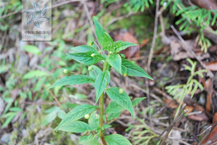 ="_blank" href="/item/珍珠菜属">珍珠菜属植物,产于四川峨眉山