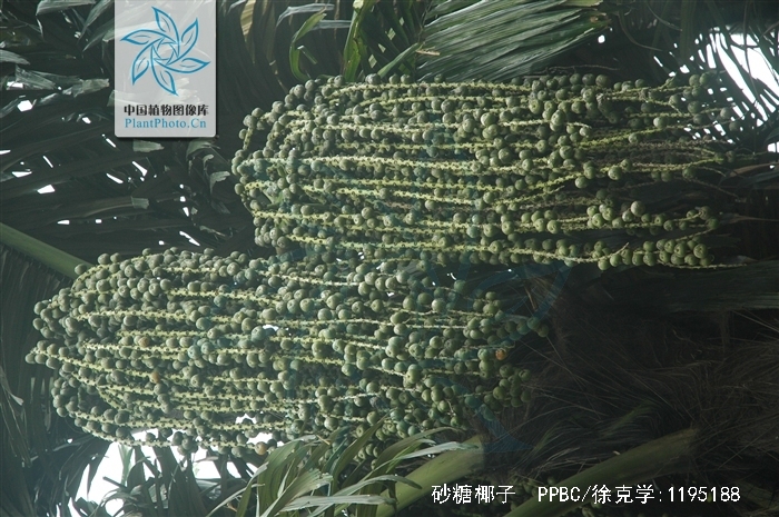  p>砂糖椰子(学名: i> /i> i>arenga pinnata /i> (wurmb.) merr.