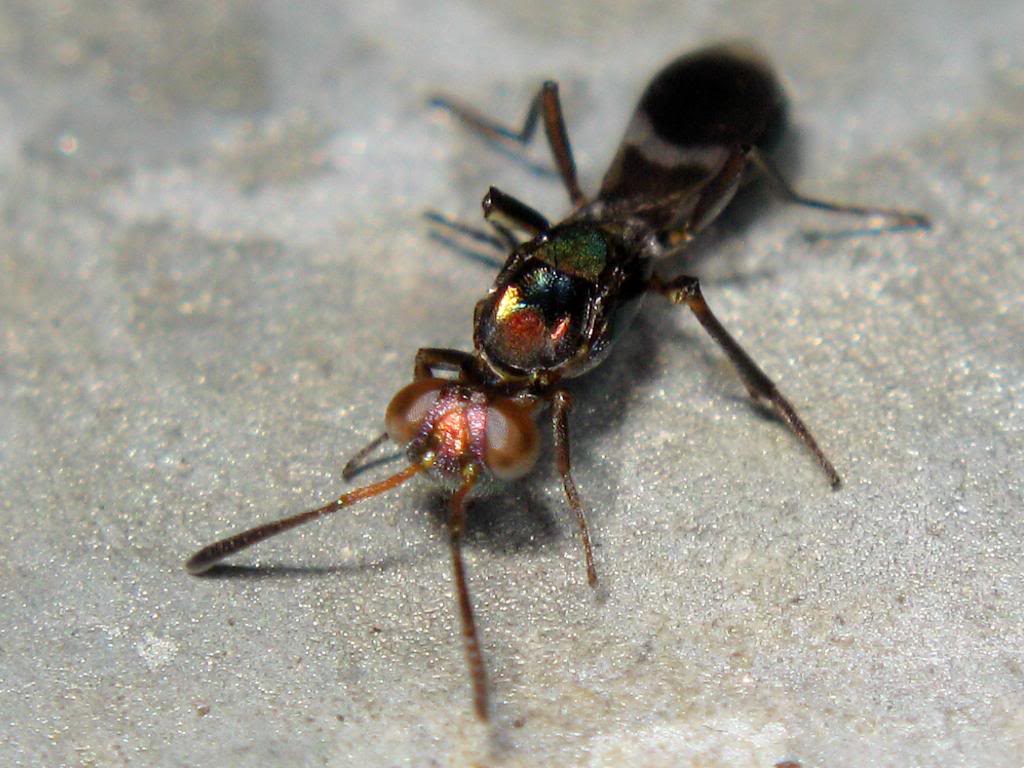  p data-id="gnbc3lq3cx">平腹小蜂属于旋小蜂科中的平腹小蜂属,包括