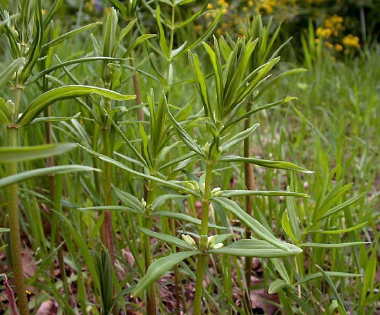 polygonatum nodosum