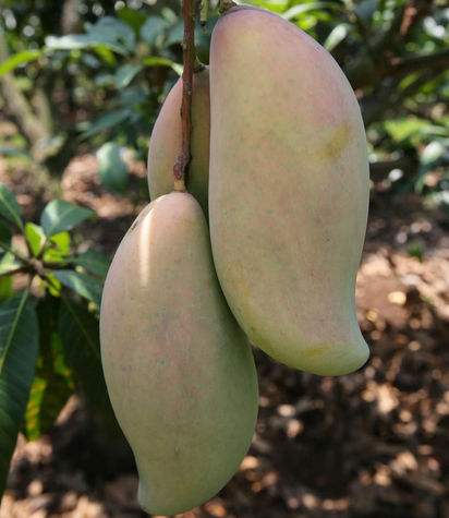  p>覃斗芒果, a target="_blank" href="/item/广东省/132473" data