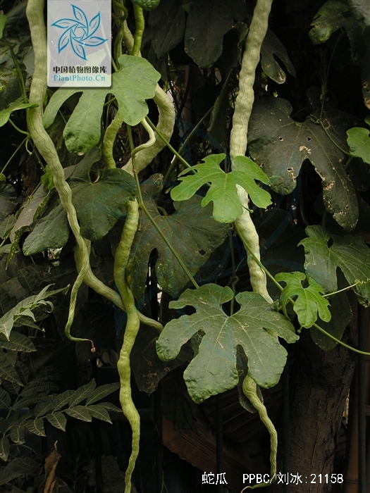  p>蛇瓜(拉丁学名: i>trichosanthes anguina  /i>l.