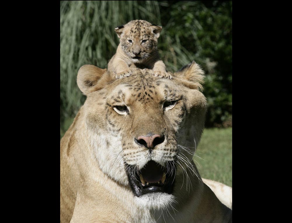  p> b>狮虎兽 /b>( a target="_blank" href="/item/学名/8074290"