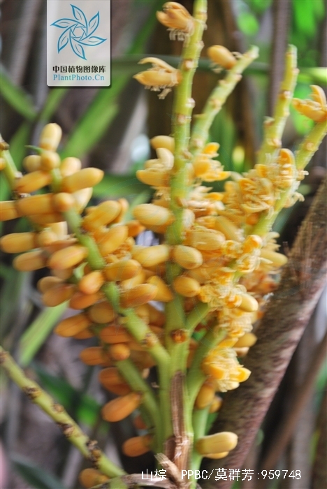  p>山棕(学名: i>arenga engleri /i> becc.)是棕榈科桄榔属植物.