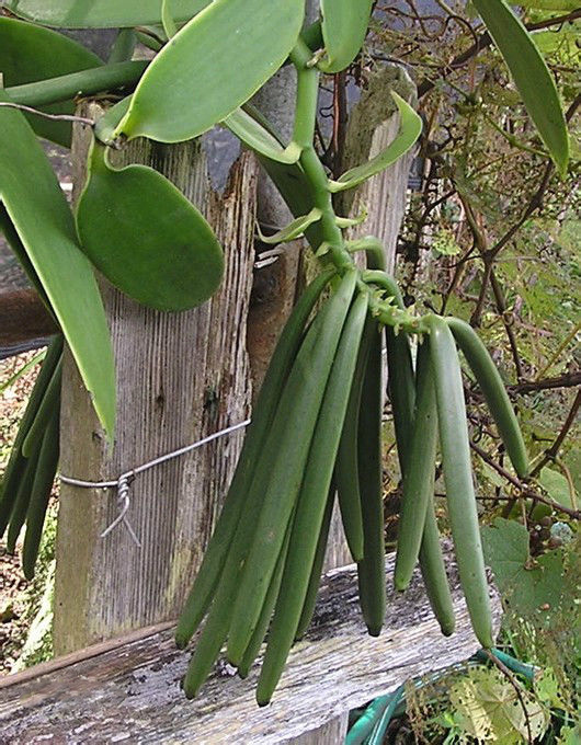 vanilla fragrans (salisb.) ames