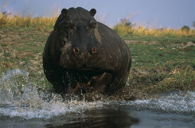  p>河马西非亚种是河马的亚种之一.体型巨大,体长3.3米,肩高1.
