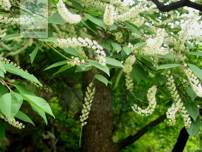  p>橉木,是 a data-lemmaid="1349839">稠李属