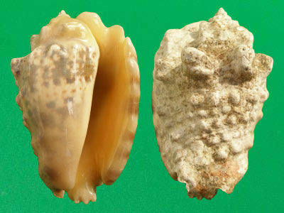  p>粗瘤凤凰螺(学名:lentigo lentiginosus)雌雄异体.