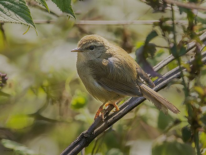 brownish-flanked bush-warbler