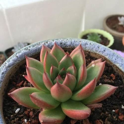  p>圣诞冬云 echeveria agavoides cv.
