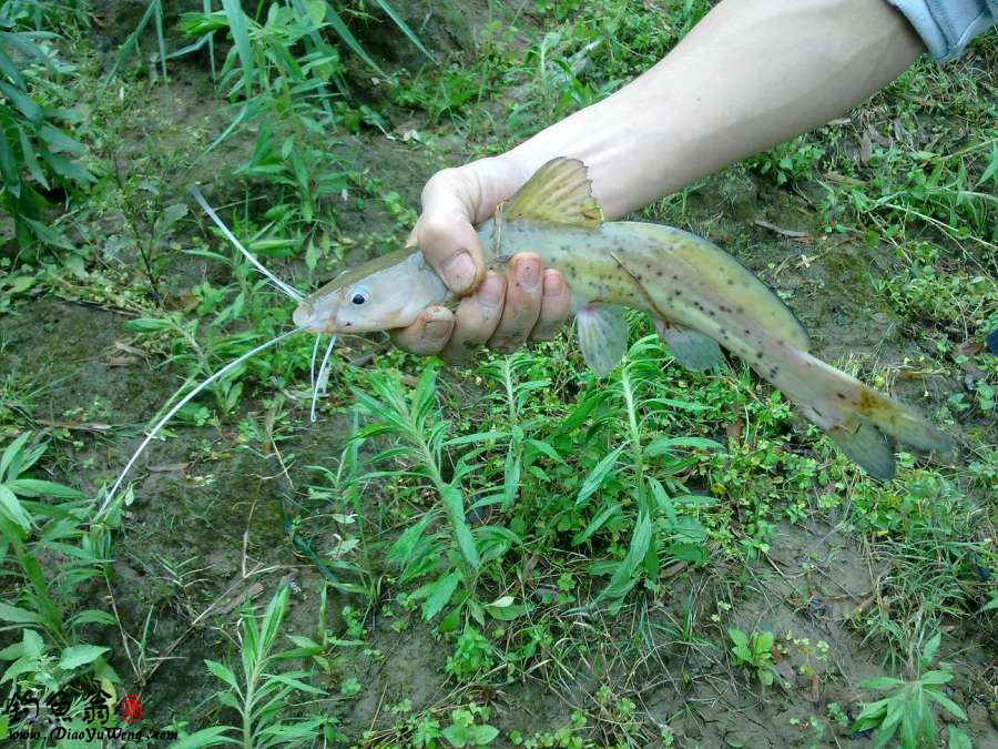  p>芝麻剑,学名斑鱯,极其珍贵的 a target="_blank" href="/item/淡水