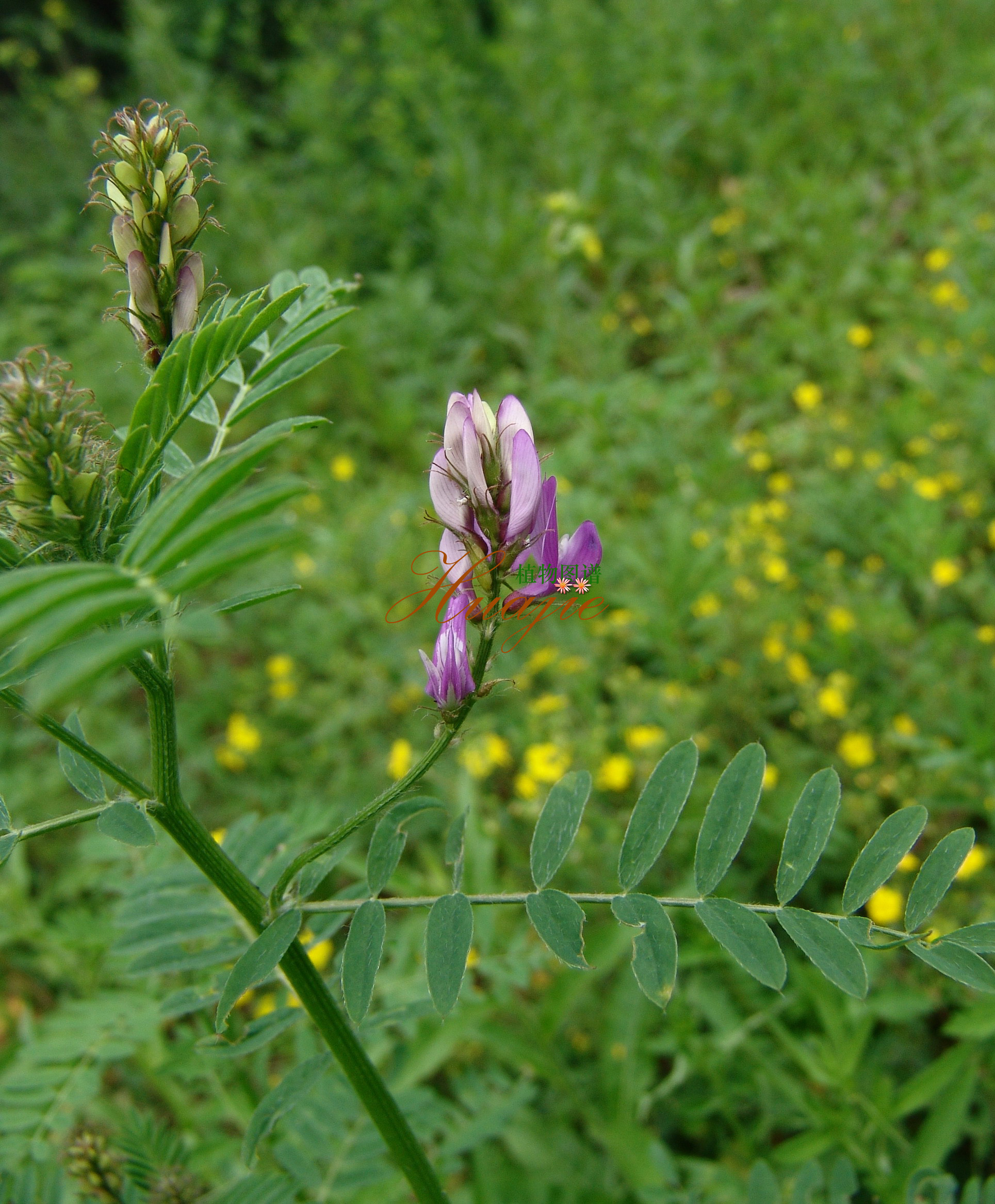  p> b>长齿野豌豆 /b>(学名: i>vicia longicuspis /i>)是豆科野豌豆