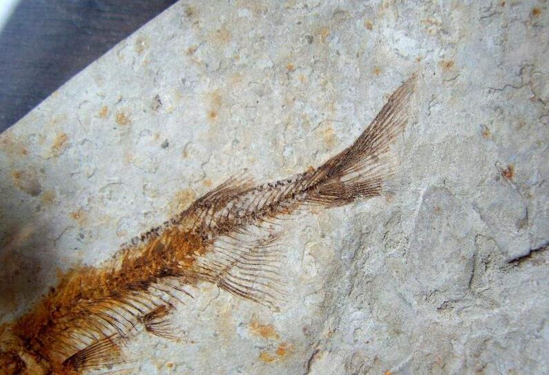  p>狼鳍鱼是原始的 a href="#" data-lemmaid="8722458">真骨鱼类 /a>