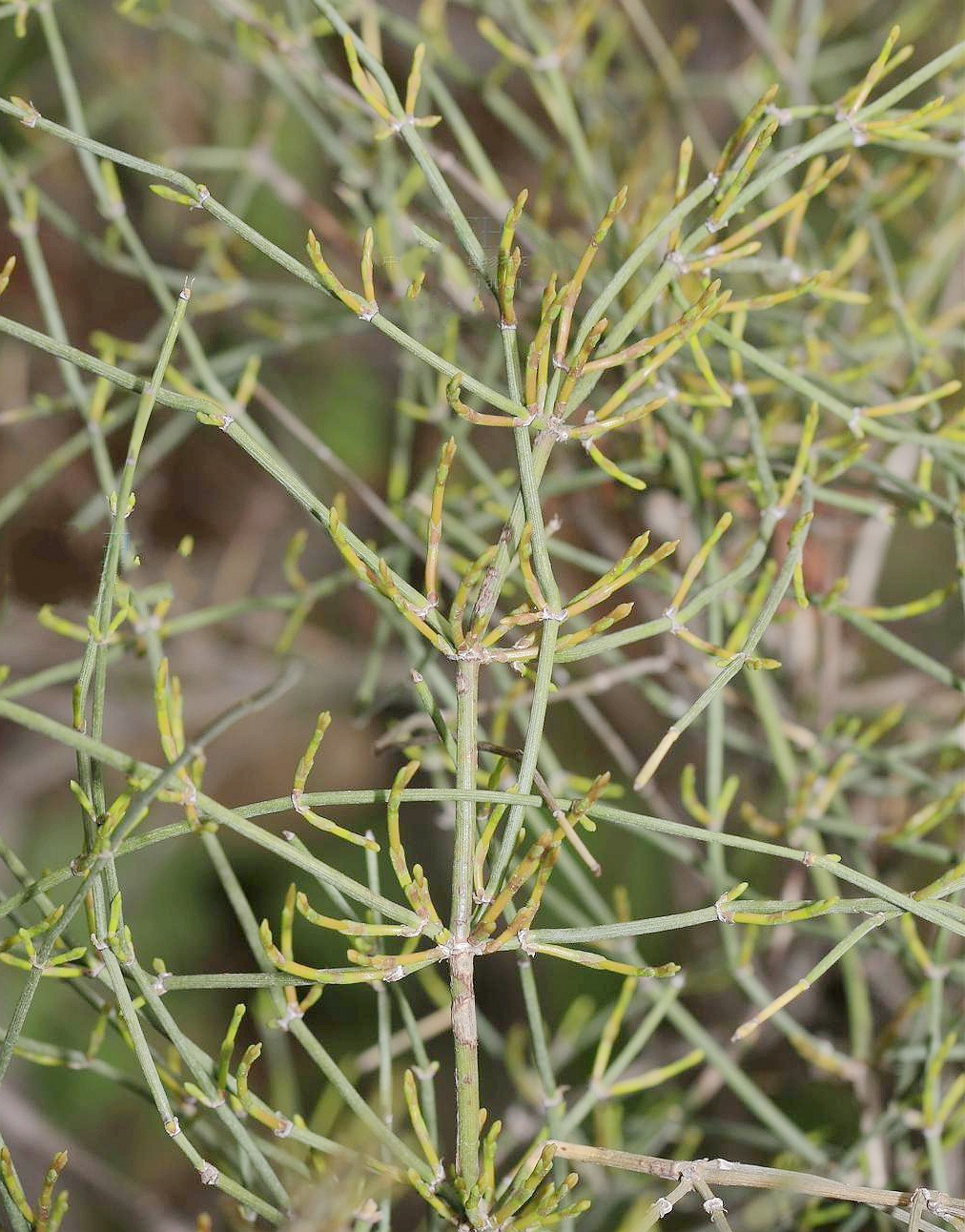  p>木贼麻黄(学名: i>ephedra major /i> host)是麻黄科,麻黄属直立小