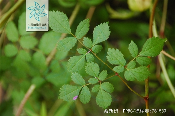  p>落新妇(学名: i>astilbe chinensis /i> (maxim.) franch.