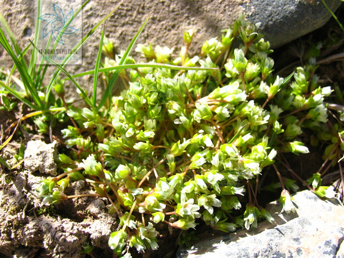 gentianella pygmaea (regel
