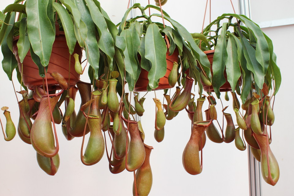  p>高棉猪笼草是由克洛维斯(clovis thorel)在1862年至1866年间在ti