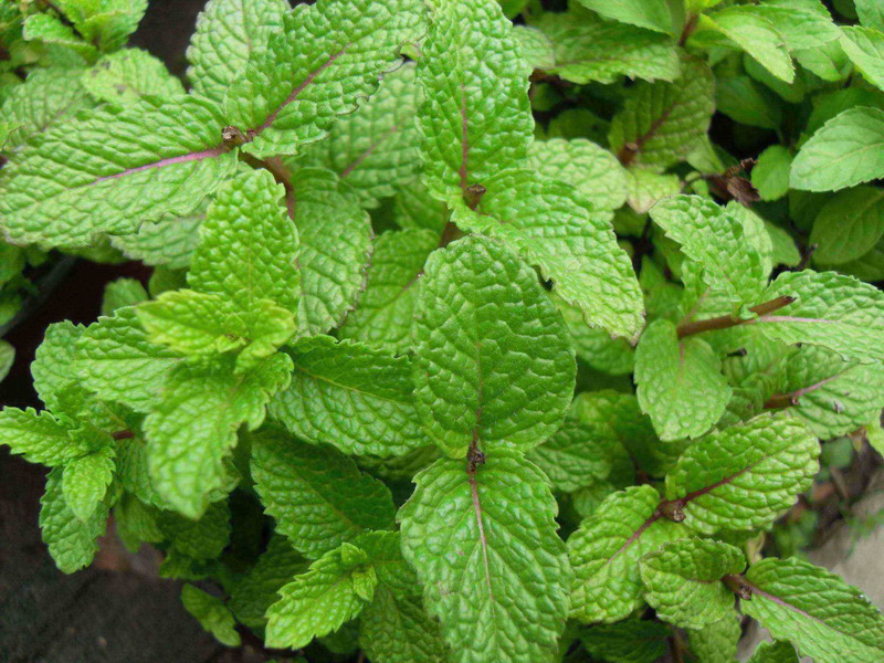 留兰香圆叶薄荷