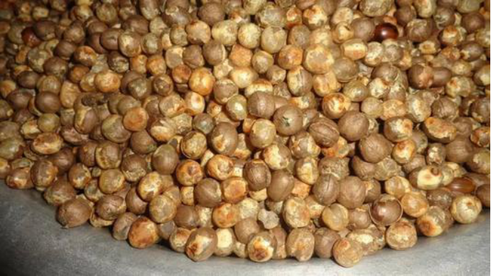 竹米：它营养丰富，供不应求，却让人又爱又恨，这是何故呢？_百科TA说
