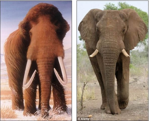  p>美洲乳齿象(mammut americanum)是北美洲已灭绝的乳齿象,其化石