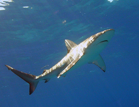  p>等齿真鲨(学名: i>carcharhinus isodon /i>)是真鲨科,真鲨属鲨鱼.