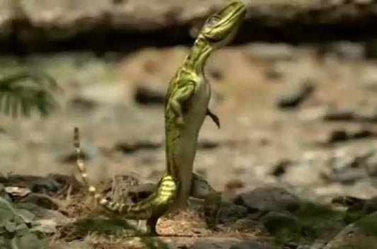 派克鳄(euparkeria)