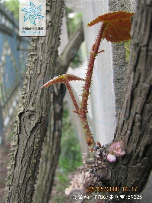  p>刺葡萄(学名: i>vitis davidii  /i>(roman. du caill.) foex.