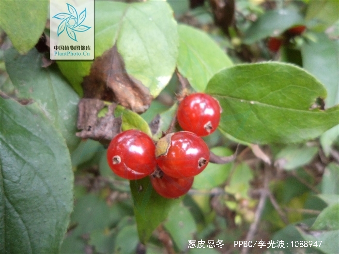  p>葱皮忍冬(学名: i>lonicera ferdinandii /i> franch.