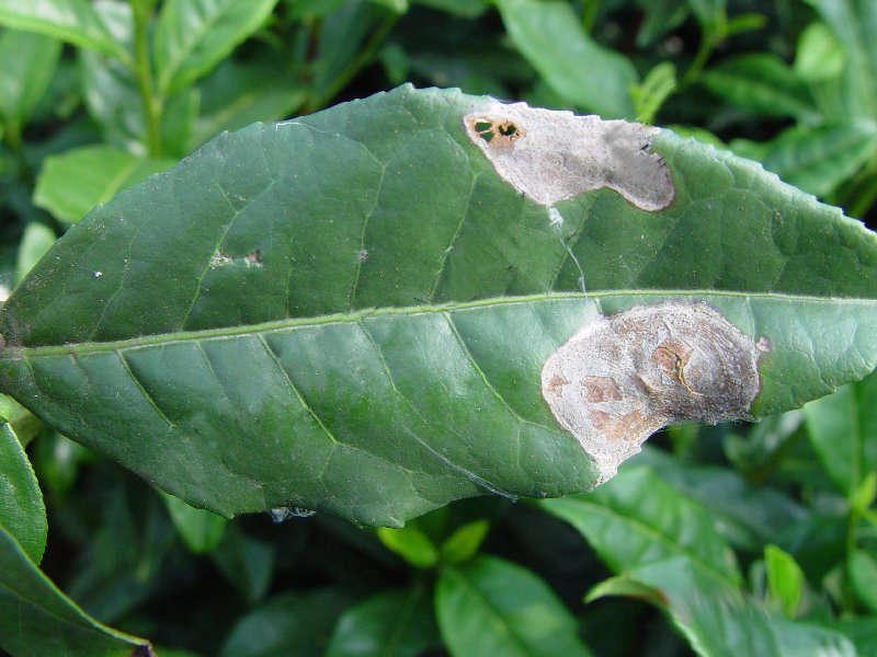 茶叶云纹叶枯病