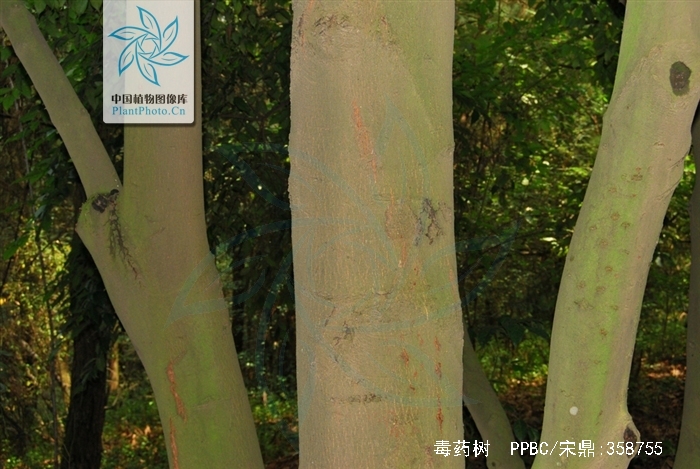  p>毒药树(学名: i>sladenia celastrifolia /i> kurz)是猕猴桃科毒药