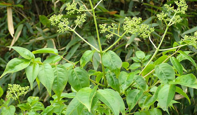 野鸦椿属, a target="_blank" href="/item/省沽油科/4866925" data