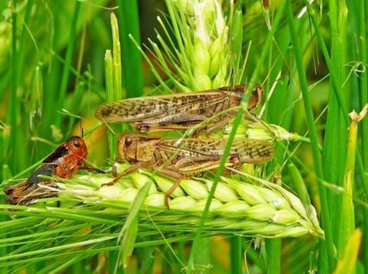 属直翅目飞蝗科,属 a href="#">群居性 /a>昆虫.