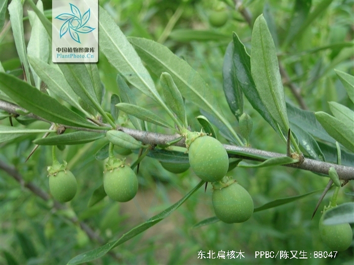 prinsepia sinensis