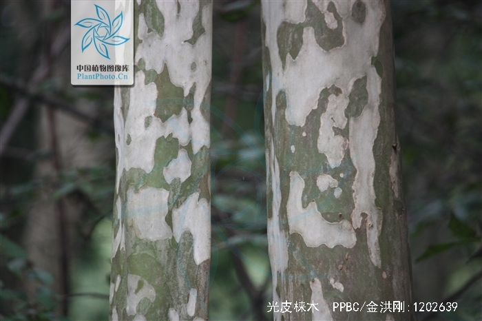  p>光皮梾木(学名: i>swida wilsoniana /i> (wanger.