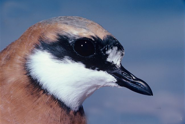 charadrius mongolus