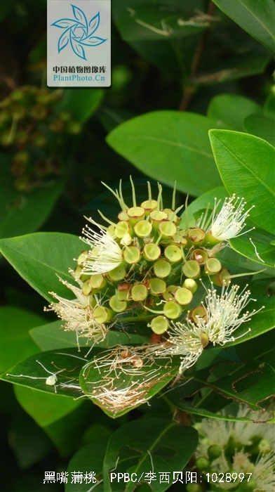 黑嘴蒲桃