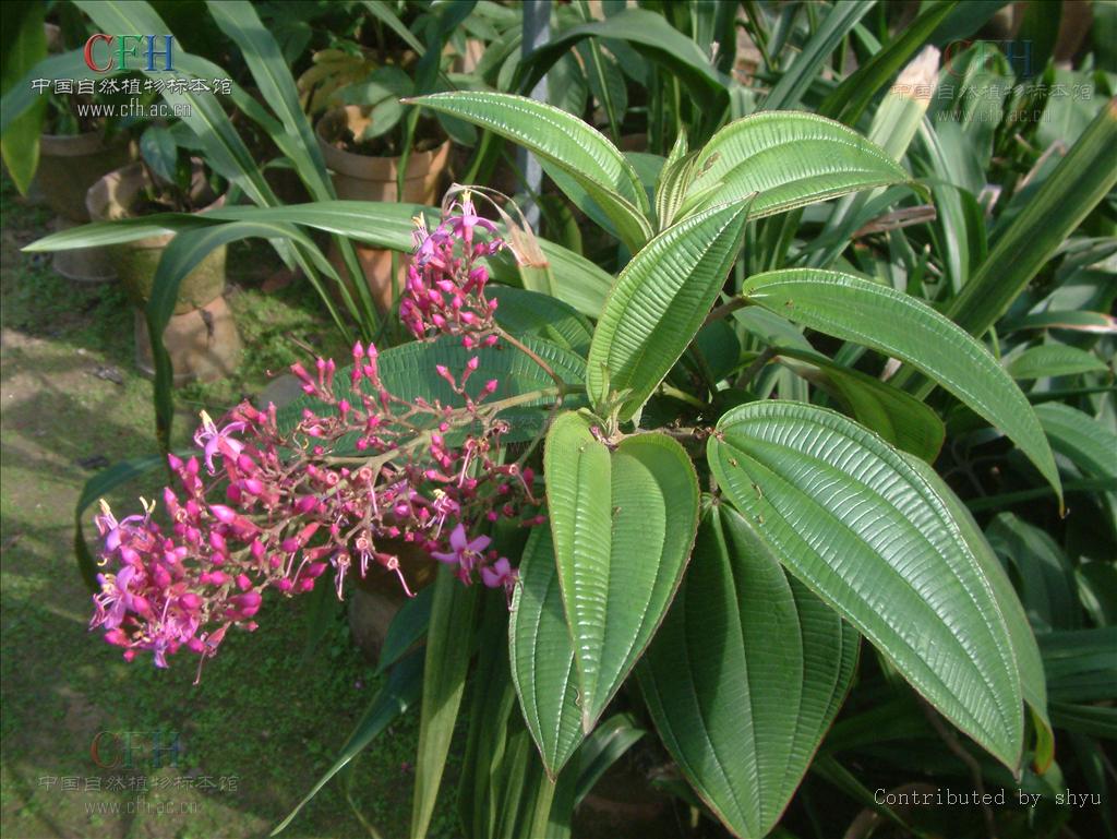  p>滇尖子木,灌木,1—2米;茎钝四棱形,具槽,幼时被平展的刚毛或脱落变