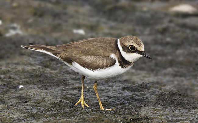 little ringed plover