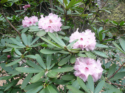  p>猴斑杜鹃(学名: i>rhododendron faucium /i> chamb.