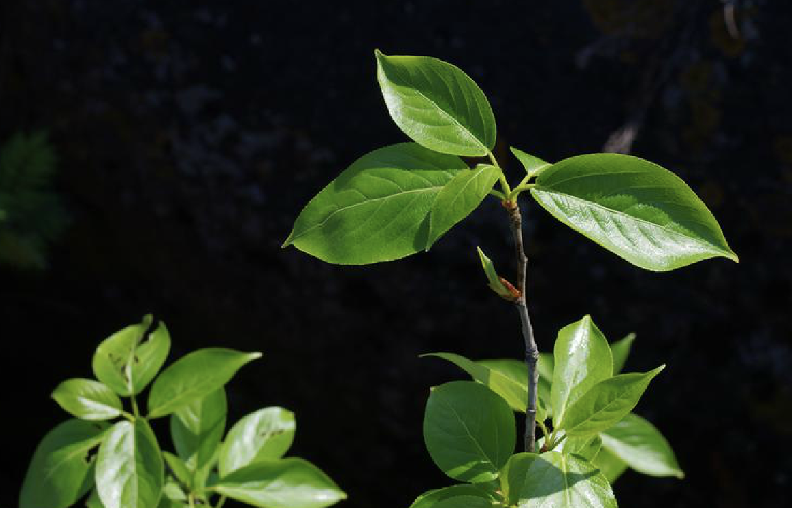  p>香杨(学名: i>populus koreana /i> rehd.)是杨柳科杨属植物.