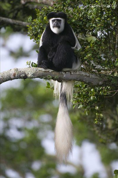 western black-and-white colobus