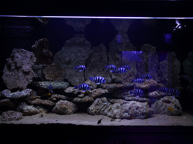  p>萨伊蓝六间, i>cyphotilapia frontosa /i>