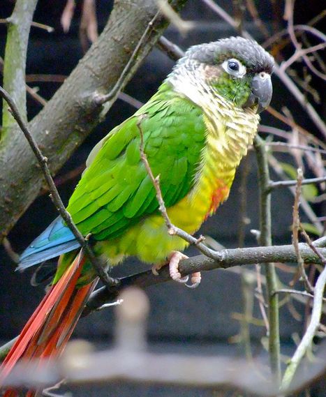 暗色锥尾鹦鹉