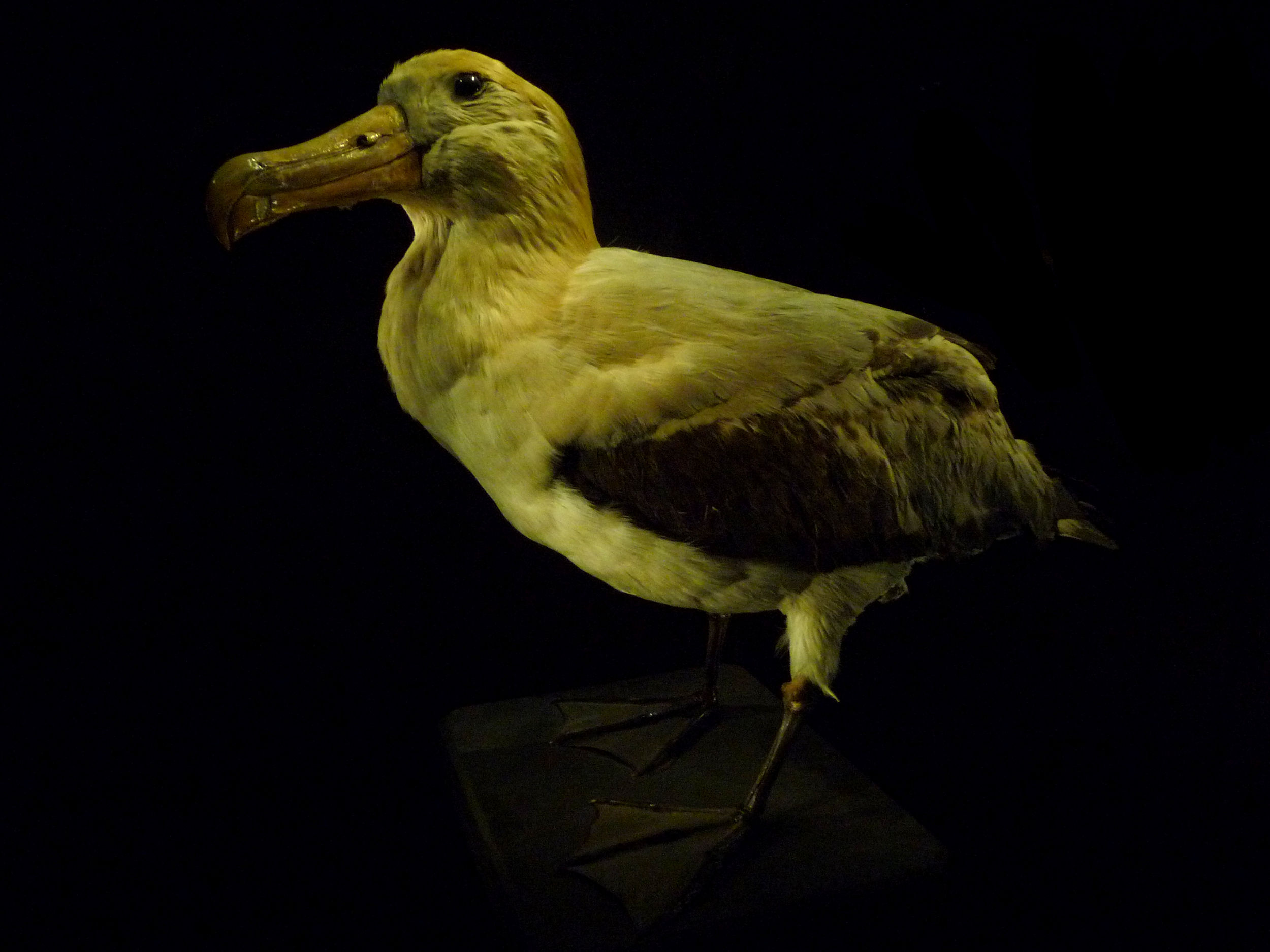  p>短尾信天翁(学名: i>phoebastria albatrus /i>)为 a target="