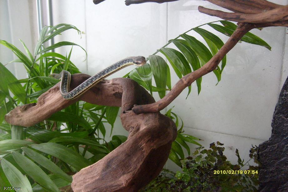  p>过树蛇( i>dendrelaphis pictus /i>&nbsp;(gmelin,1789))是游