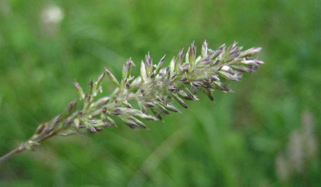  p>中华羊茅(学名: i> /i> i>festuca sinensis  /i>keng ex s. l.