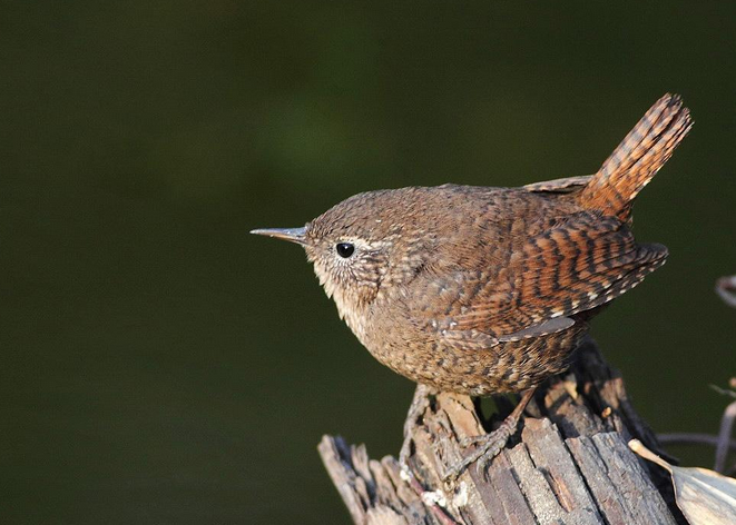 嘴长直而较细弱,先端稍曲,无嘴须.